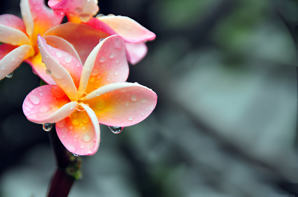Visiting Bali During the Rainy Season A Comprehensive Guide